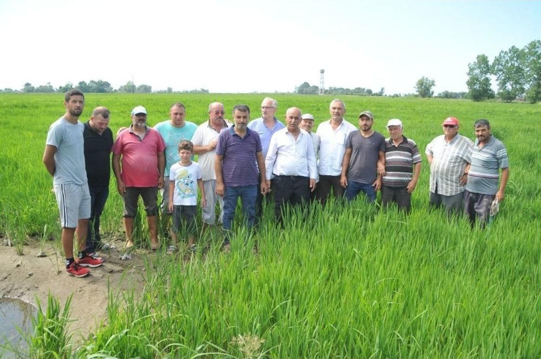 Bafra Ovası&rsquo;nda &Ccedil;eltik Tarlaları Susuzluktan Kurumaya Başladı