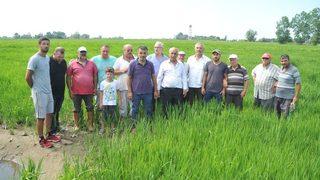 Bafra Ovası’nda Çeltik Tarlaları Susuzluktan Kurumaya Başladı