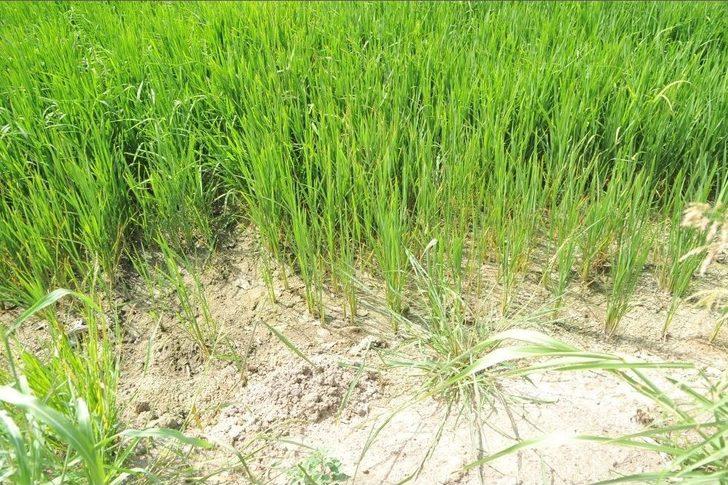 Bafra Ovası’nda Çeltik Tarlaları Susuzluktan Kurumaya Başladı G3