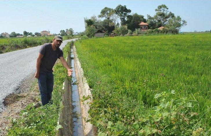 Bafra Ovası’nda Çeltik Tarlaları Susuzluktan Kurumaya Başladı G4