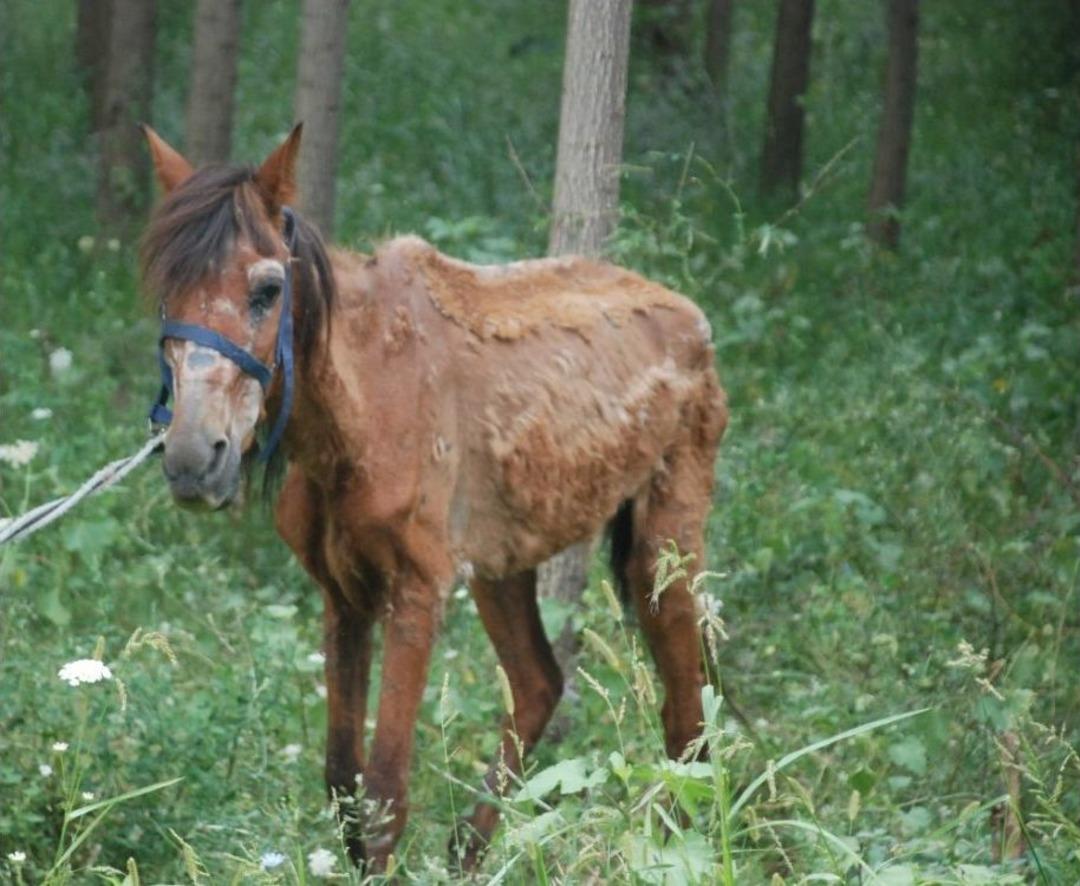 &Ouml;lmek &Uuml;zereyken Bulunan Ata Hayvanseverler Sahip &Ccedil;ıktı