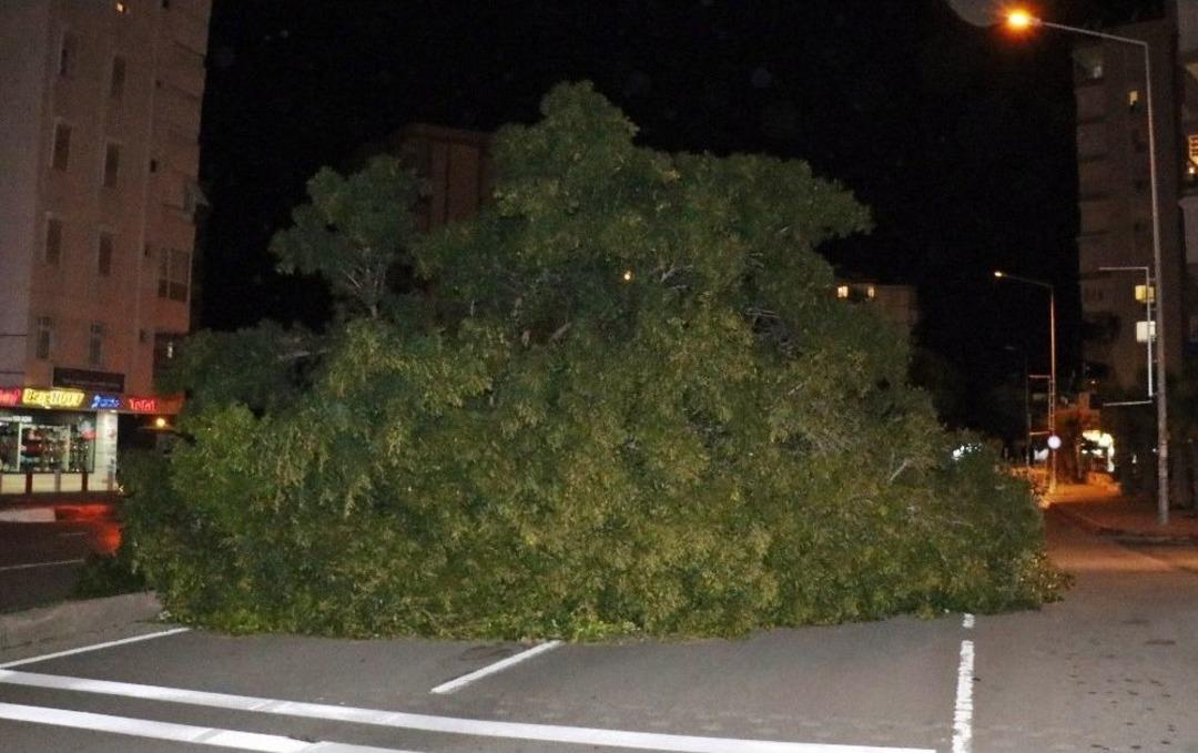 Antalya&rsquo;da Şiddetli R&uuml;zgar Ağa&ccedil;ları K&ouml;k&uuml;nden S&ouml;kt&uuml;
