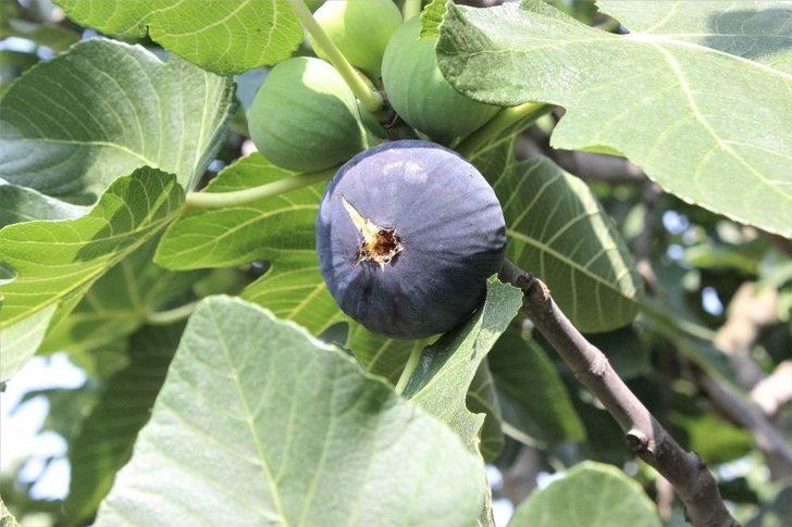 (özel Haber) Kraliçe İncir’ine İhracat İzni Çıktı, Yüzler Gülüyor G1