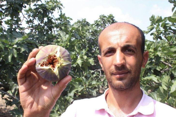 (özel Haber) Kraliçe İncir’ine İhracat İzni Çıktı, Yüzler Gülüyor G2