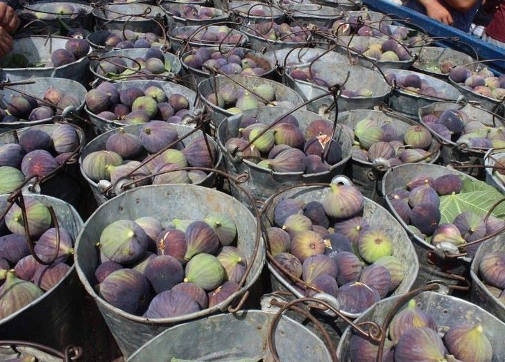 (özel Haber) Kraliçe İncir’ine İhracat İzni Çıktı, Yüzler Gülüyor G3