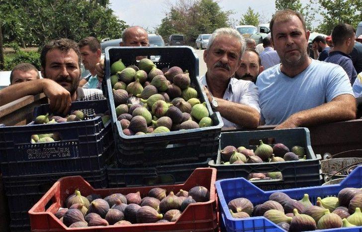 (özel Haber) Kraliçe İncir’ine İhracat İzni Çıktı, Yüzler Gülüyor G4