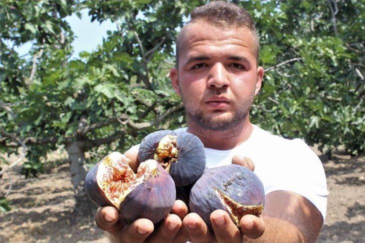 (özel Haber) Kraliçe İncir’ine İhracat İzni Çıktı, Yüzler Gülüyor G5