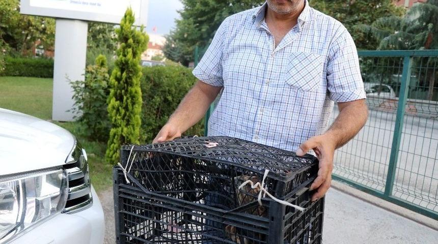 Tellere Takılan Şahini, Orman İş&ccedil;ileri Kurtardı