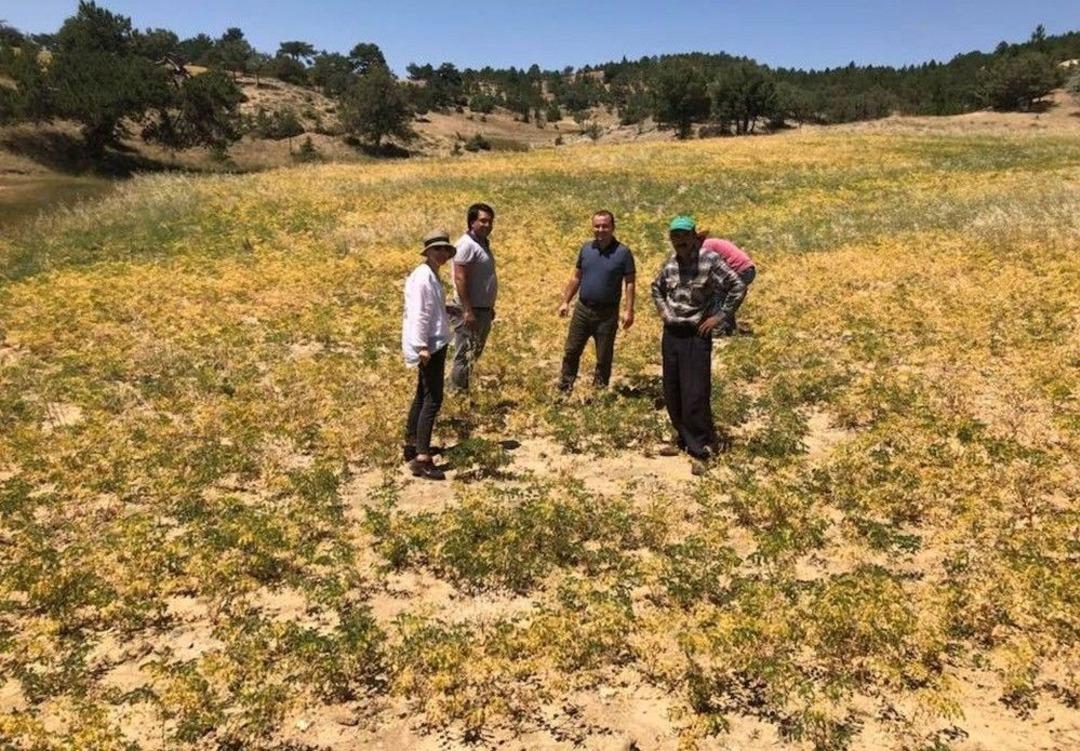 Antraknoz Hastalığı Nohut &Uuml;reticisini Zarar Ettirdi