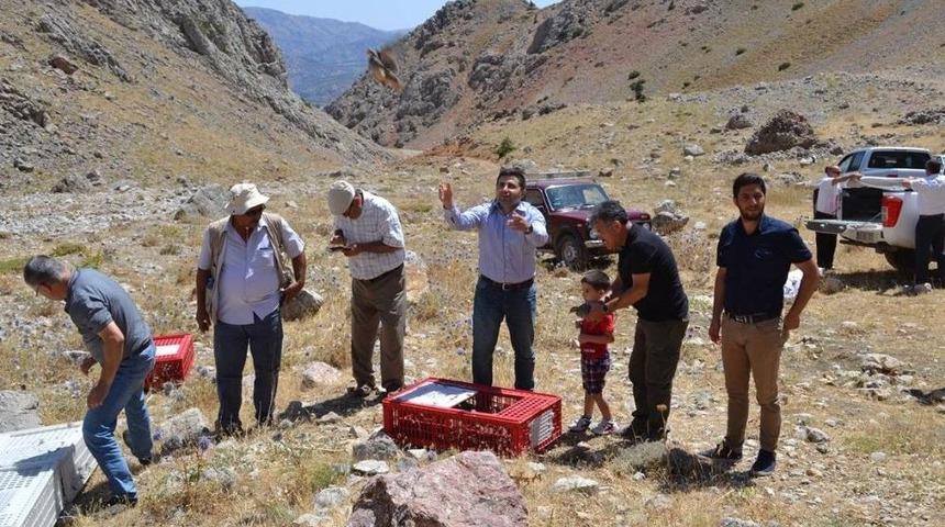 Nurhak&rsquo;ta Bin 500 Keklik Doğaya Kanat &Ccedil;ırptı