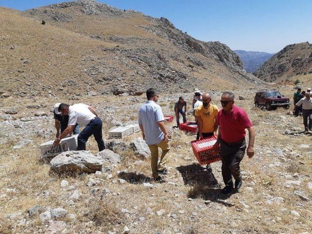 Nurhak&rsquo;ta Bin 500 Keklik Doğaya Kanat &Ccedil;ırptı 1