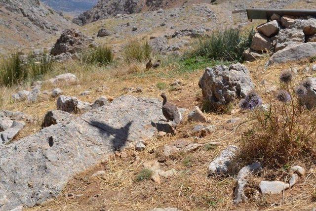 Nurhak&rsquo;ta Bin 500 Keklik Doğaya Kanat &Ccedil;ırptı 2