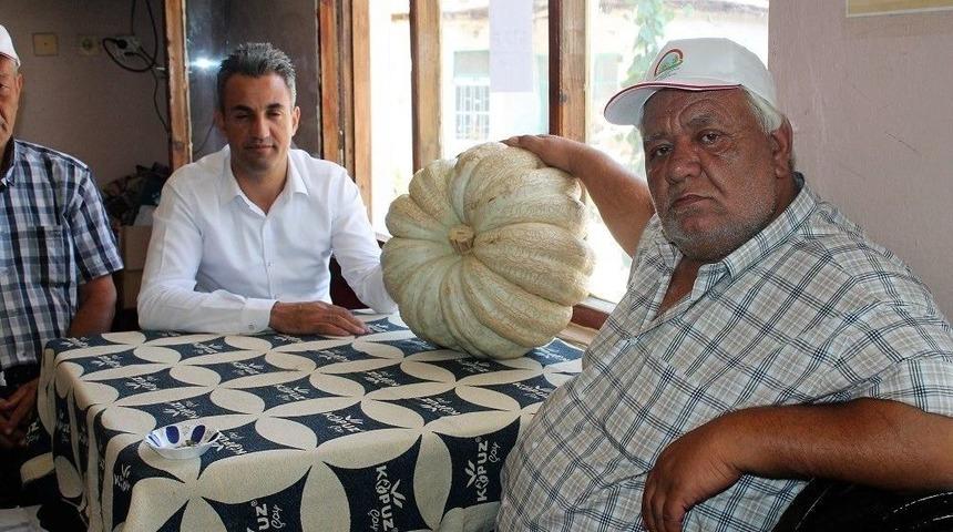 Kızıldamlar &ldquo;geleneksel Kestane Kabağı Festivali&rdquo;ne Hazırlanıyor