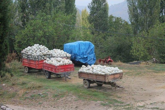 Kızıldamlar “geleneksel Kestane Kabağı Festivali”ne Hazırlanıyor