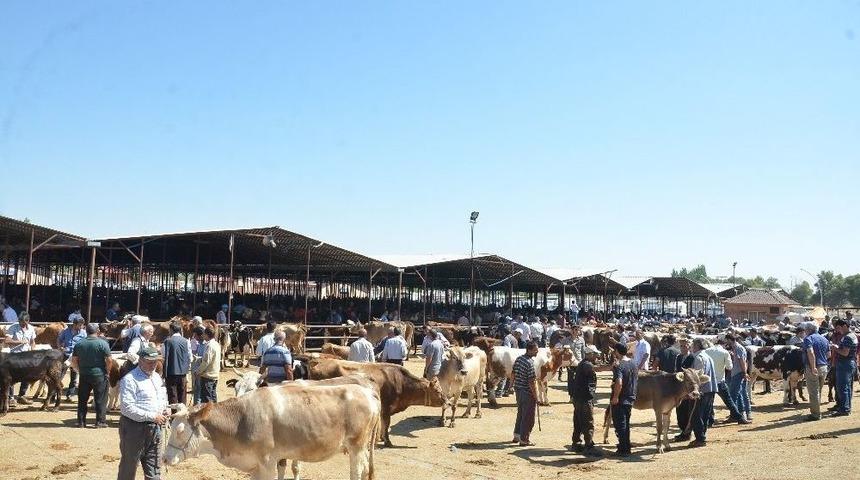 Araba Fiyatına Ulaşan Kurbanlıklar Alıcı Bekliyor