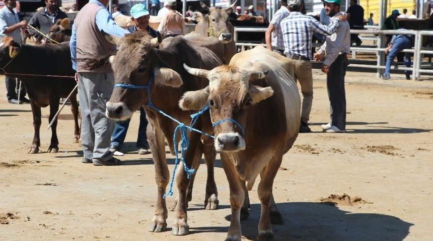 Kurbanlıklar Pazara İndi