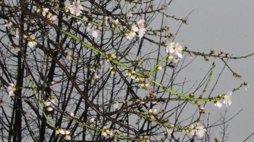 (&ouml;zel) Ocak Ayında &Ccedil;i&ccedil;ek A&ccedil;an Bademlere Kar Yağdı