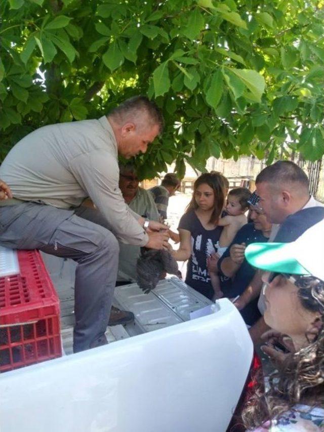 Kene İle Mücadele İçin Köylülere Beç Tavuğu Dağıtıldı