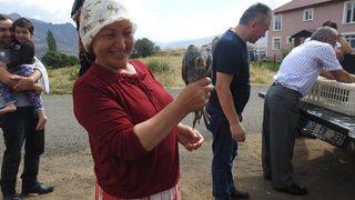 Kırım Kongo Kanamalı Ateşi Hastalığı İle Kene Savar Tavuklarla Mücadele Edilecek