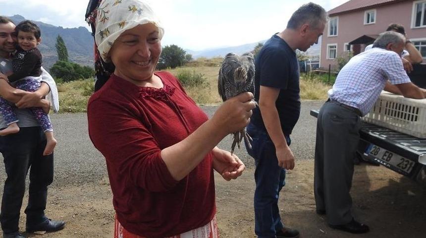 Kırım Kongo Kanamalı Ateşi Hastalığı İle Kene Savar Tavuklarla Mücadele Edilecek