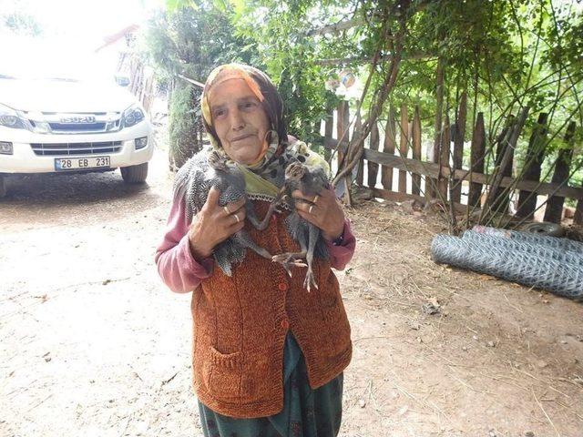 Kırım Kongo Kanamalı Ateşi Hastalığı İle Kene Savar Tavuklarla Mücadele Edilecek