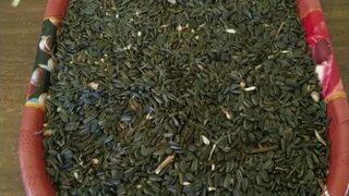 Sezonun İlk Ayçiçeği Tohumu Alındı