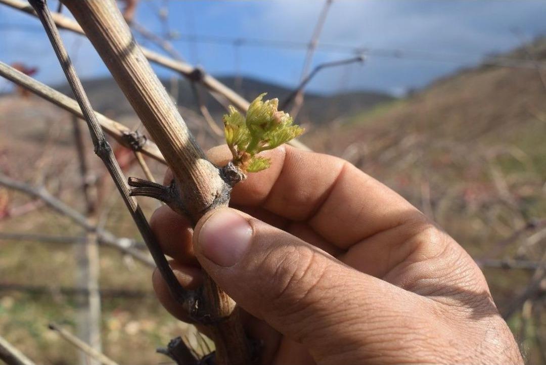 &Uuml;z&uuml;m Asmaları Kış Ortasında Filizlendi