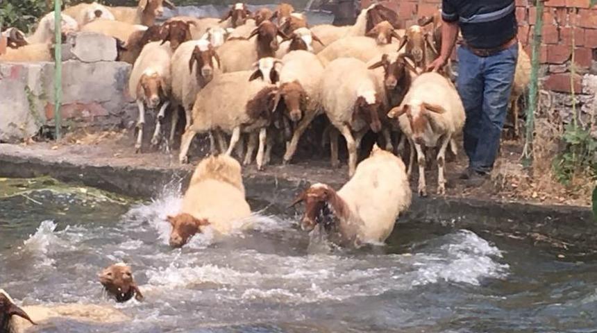 Sıcaktan Bunalan Kuzular Havuzda Serinledi