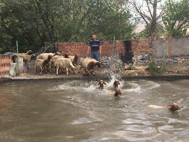 Sıcaktan Bunalan Kuzular Havuzda Serinledi