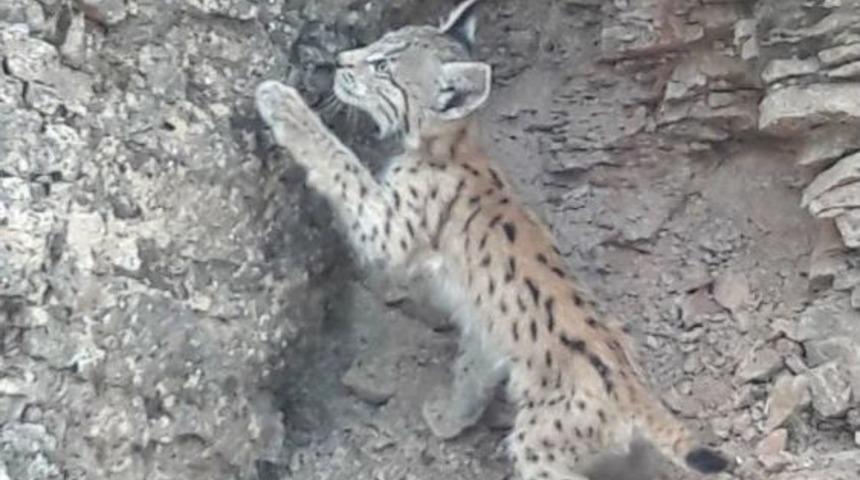 Koruma Altındaki Vaşak, Bu Kez Bing&ouml;l&rsquo;de G&ouml;r&uuml;nt&uuml;lendi