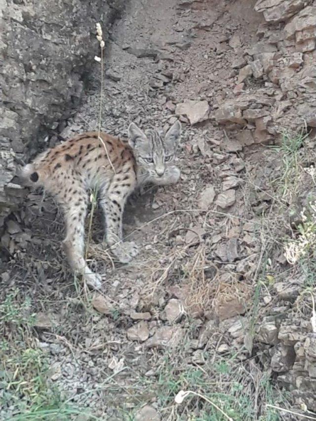 Koruma Altındaki Vaşak, Bu Kez Bingöl’de Görüntülendi