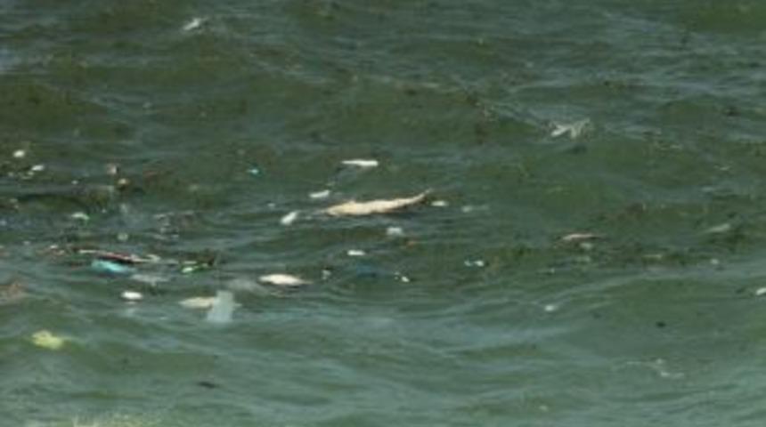 Kıyık&ouml;y&rsquo;de İki &Ouml;l&uuml; Yunus Bulundu