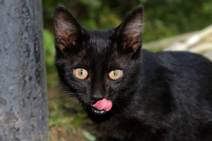 (özel) Vanlı İş Adamının Hayvan Sevgisi G4