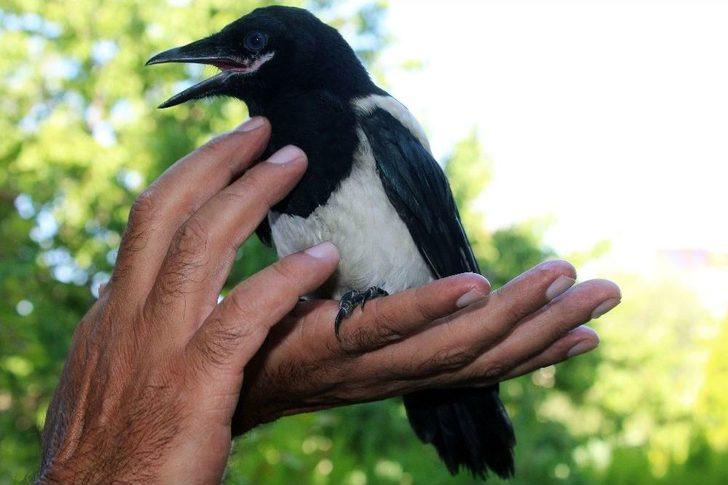 (özel) Vanlı İş Adamının Hayvan Sevgisi G5