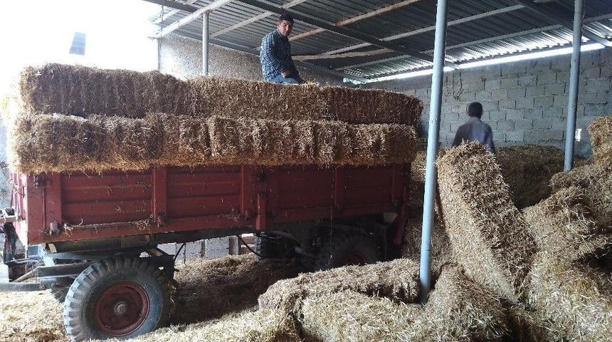 Edirne&rsquo;de Saman Balyası Sıkıntısı