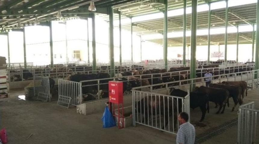 Modern Hayvan Pazarı’nın İlk Kurbanlıkları Geldi