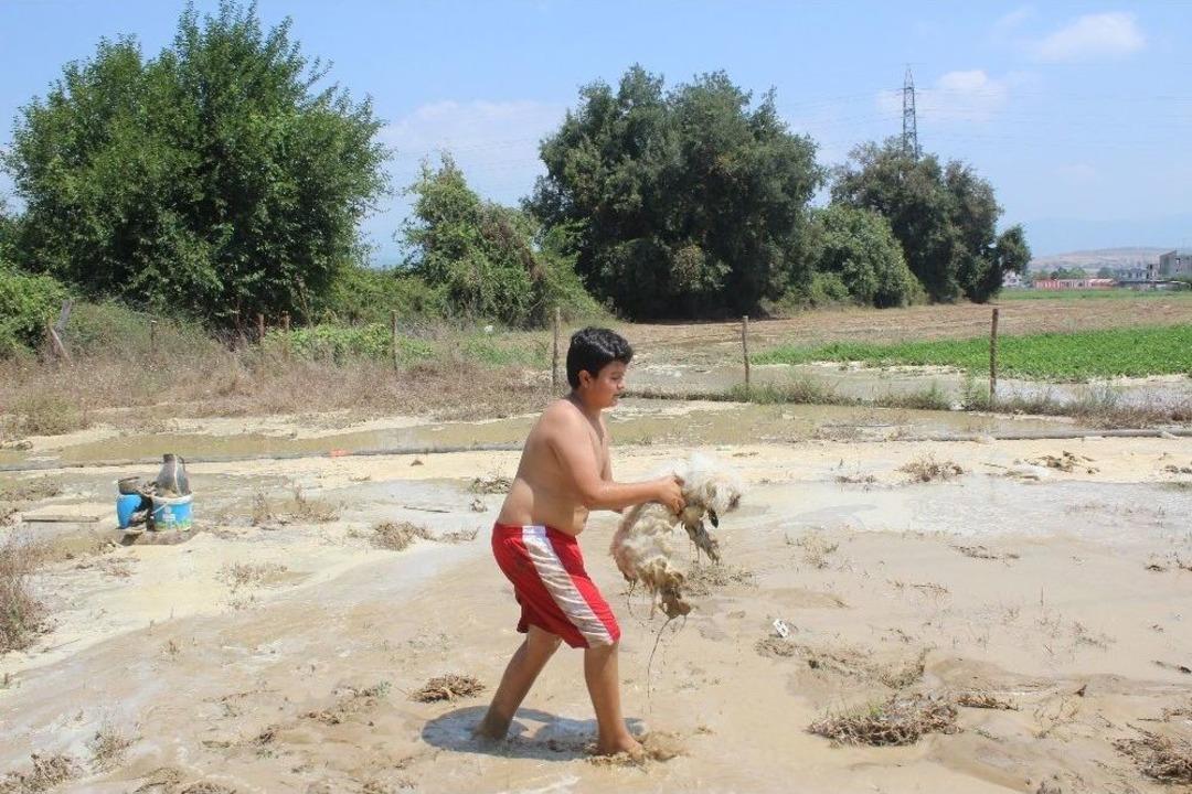 Patlayan İ&ccedil;me Suyu Hattı Koyunların Bulunduğu Ağılı Sular Altında Bıraktı