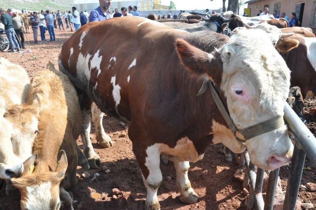 Kars Hayvan Pazarında Kurban Bayramı Hareketliliği