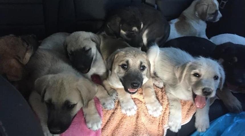 Yavru K&ouml;pekleri Odunla D&ouml;ven Saldırgan Denetimli Olarak Serbest Bırakıldı