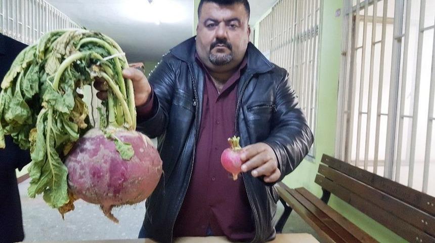 Osmaniyeli &Uuml;retici 5 Kiloluk Turp Yetiştirdi