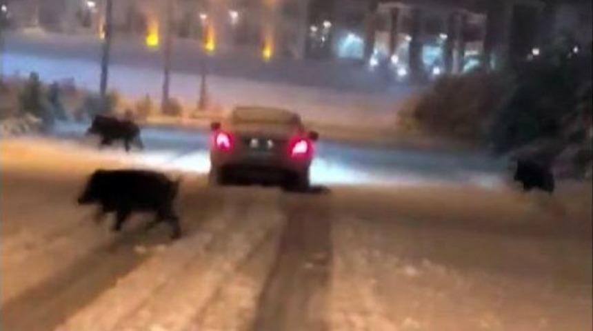 &Uuml;niversite Domuz S&uuml;r&uuml;lerinin Uğrak Yeri Oldu