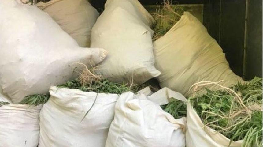 İzmir&rsquo;de Son Yıllarda Ele Ge&ccedil;irilen En Y&uuml;ksek Miktarda Hint Keneviri Yakalandı