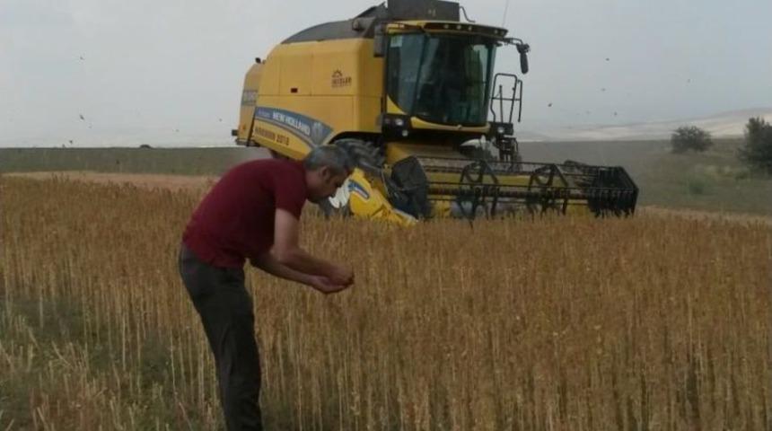 Astronot Yiyeceği Kinoa&rsquo;nın Hasadı Yapıldı