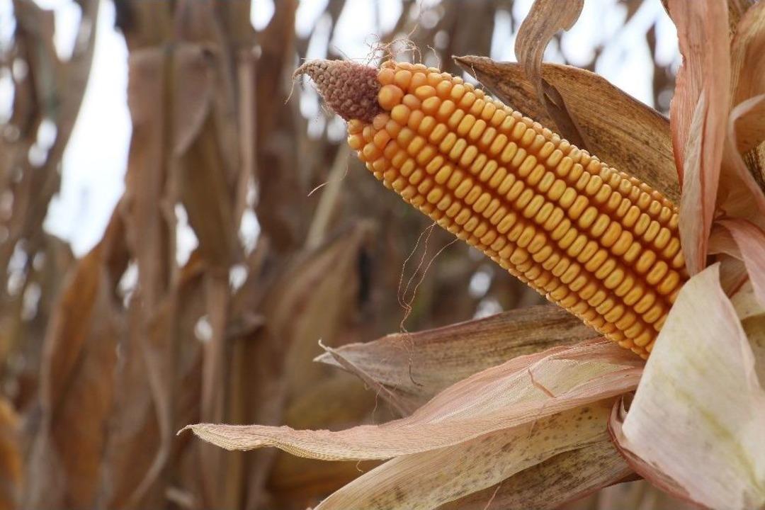 T&uuml;rkiye&rsquo;nin Mısır &Uuml;retiminde 1. Sırada Yer Alan Adana&rsquo;da Hasat Başladı