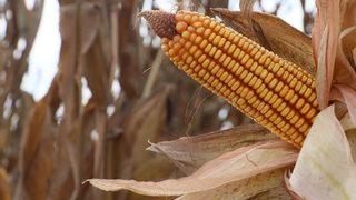 Türkiye’nin Mısır Üretiminde 1. Sırada Yer Alan Adana’da Hasat Başladı