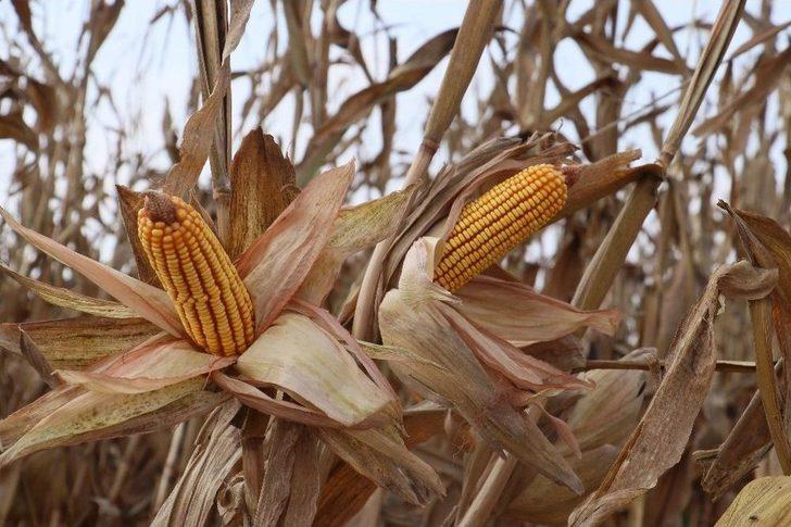 Türkiye’nin Mısır Üretiminde 1. Sırada Yer Alan Adana’da Hasat Başladı G1