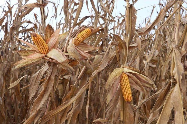 Türkiye’nin Mısır Üretiminde 1. Sırada Yer Alan Adana’da Hasat Başladı G3