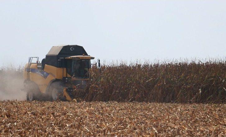 Türkiye’nin Mısır Üretiminde 1. Sırada Yer Alan Adana’da Hasat Başladı G4
