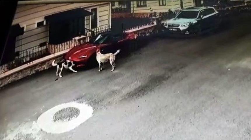 Sakarya&rsquo;da L&uuml;ks Otomobili Par&ccedil;alayan K&ouml;pekler Kamerada