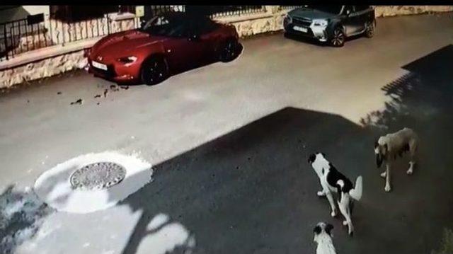 Sakarya’da Lüks Otomobili Parçalayan Köpekler Kamerada